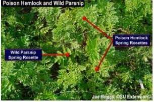 Poison Hemlock and Wild Parsnip