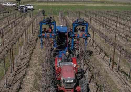 mechanical pruning instead of hand pruning