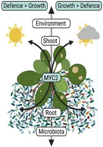 PRIORITY TO MICROBIOTA-INDUCED PLANT GROWTH OVER DEFENSE, UNDER LOW LIGHT CONDITIONS.