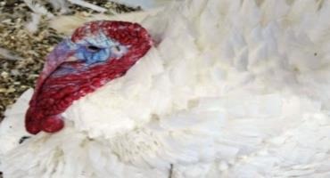 A tom turkey on a Minnesota farm Dan Gunderson | MPR News file