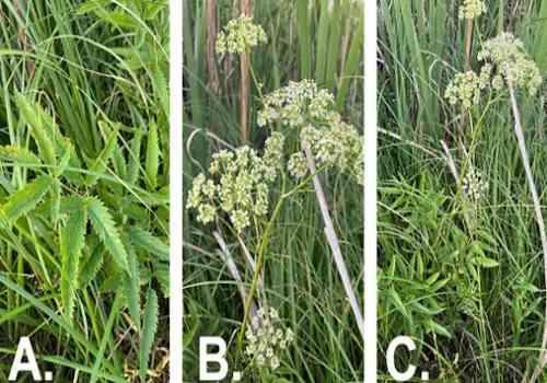 Water hemlock seen in a riparian area on a South Dakota rangeland