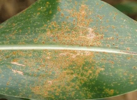 Southern rust on corn