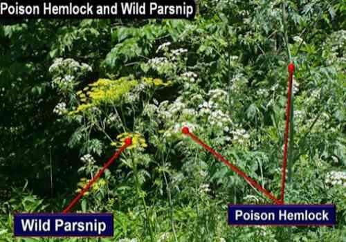 Wild parsnip and poison hemlock