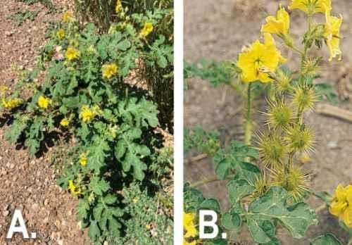 Buffalo bur seen along a roadside ditch on a South Dakota rangeland