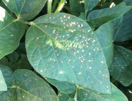 Frogeye leaf spot symptoms on a soybean leaf