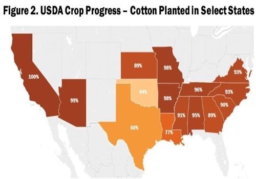 cotton planting progress