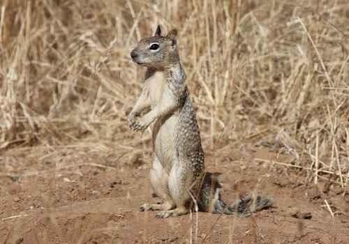 A California ground squirrel stands on brown soil surrounded by dry grass