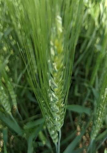 fungicide for Fusarium head blight management