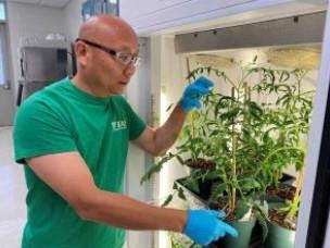 inspects a tomato plant