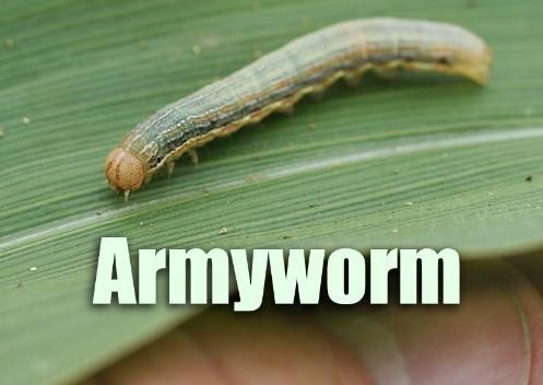 Armyworms