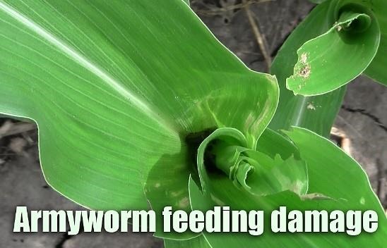 Armyworms