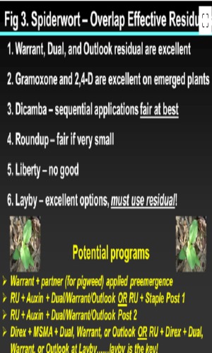 Tropical Spiderwort emerging in peanut, May, 2023 — Kichler