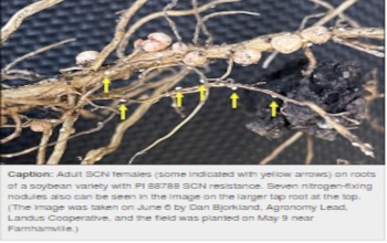 Adult SCN females (some indicated with yellow arrows) on roots of a soybean variety with PI 88788 SCN resistance. Seven nitrogen-fixing nodules also can be seen in the image on the larger tap root at the top. (The image was taken on June 6 by Dan Bjorkland, Agronomy Lead, Landus Cooperative, and the field was planted on May 9 near Farnhamville.)