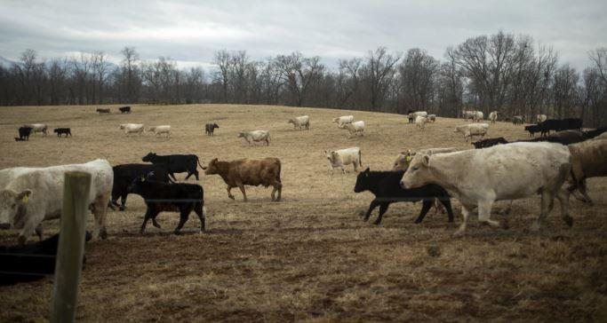 Citizens for Responsible Solar says it isn't opposed to solar; just projects that are built on farmland and timberland. Solar panels belong on "industrial-zoned land, marginal or contaminated land, along highways, and on commercial and residential rooftops," Susan Ralston, the group's leader, said in an email.