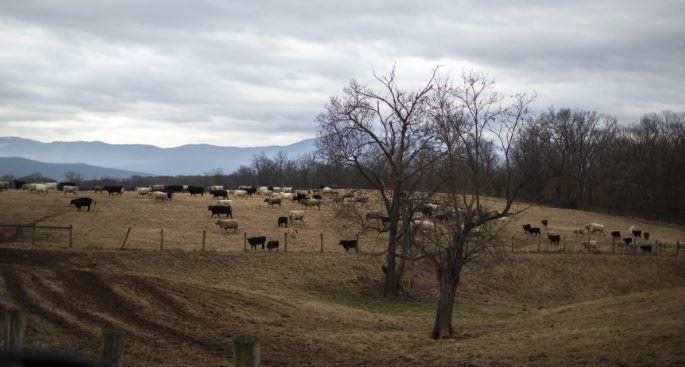 ouser says Page County residents who fought solar development were driven by a not-in-my-back-yard mentality. "It's pretty. It's open ground," Houser says of his property. "But it's like, you know, some panels on it, that's not going to change it."