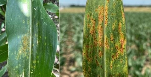Fungicide Considerations for Corn Diseases: Scouting is Key | Farms.com