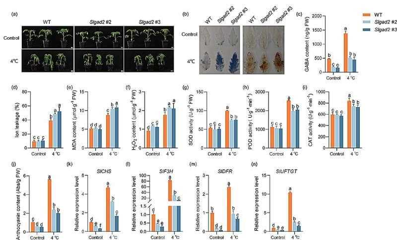 Slgad2mutant plants are more sensitive to cold stress.