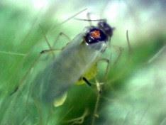Figure 1. A migrating aphid and her offspring. A large soybean aphid immigration often occurs in early August.