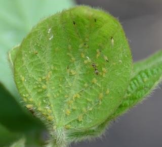 Figure 2. A soybean aphid colony in the process of leaving. In addition to winged adults. Look for wing pads and often an orange color on the nymph’s head and thorax.