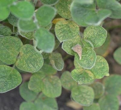Figure 3. Severe spider mite stippling in the upper canopy  of these soybeans. This injury would be a 5 on the scale  described below.