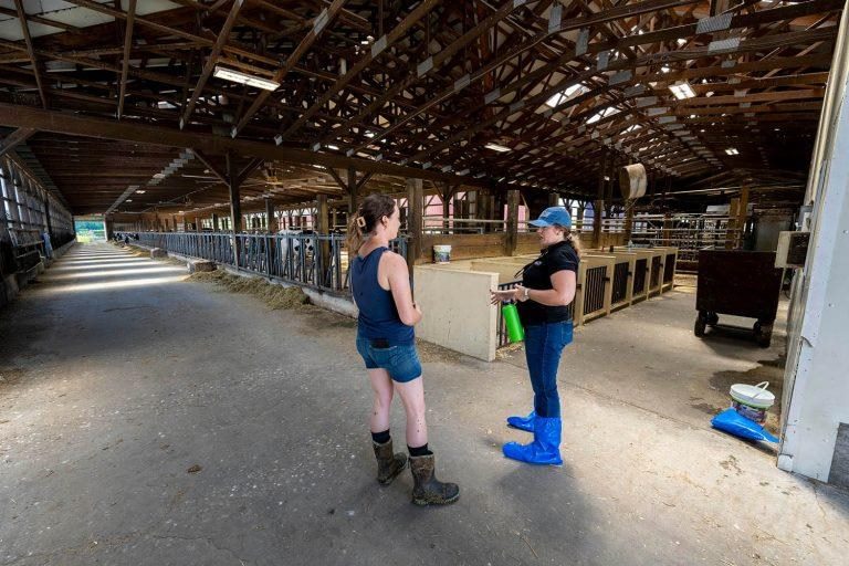 Beyond the data, though, the most valuable part, Pereira says, is the peer-to-peer connections that she has been able to facilitate between dairy farmers. 