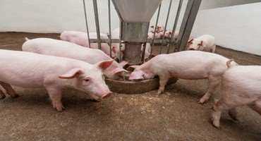 Pork Nova Scotia highlights new opportunities for producers