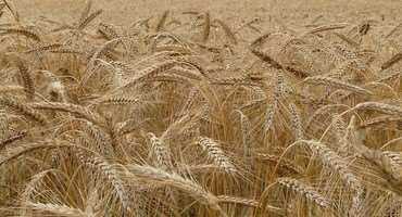 Western Canadian Wheat Growers part of anti-carbon tax coalition