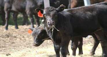 UC Helps Cattle Ranchers Estimate Costs And Returns Of Beef Production