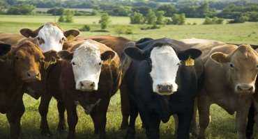 Controlling Pasture Flies On Cattle