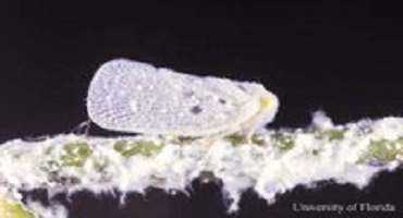 ‘Waxy Cotton’ On Plants May Indicate Presence Of Pest
