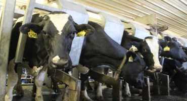 Two Million Genotypes in U.S. Dairy Database