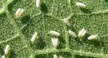 Early Detection Of Whiteflies Key To Successful Control
