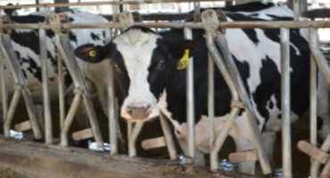 Heat Stress is a “Profit Robber” for Dairymen