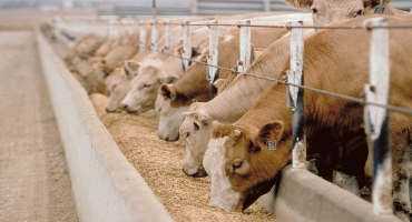Bigger Cattle Require Better Facility Design