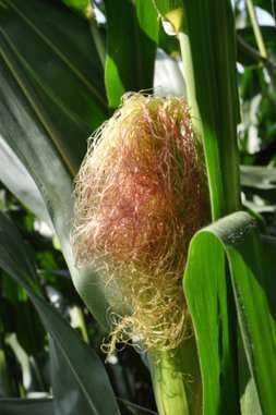 Almost 70 percent of American corn is silking