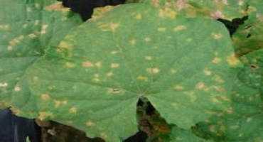 Cucumber Downy Mildew Confirmed In Southeastern Ohio – Belmont County