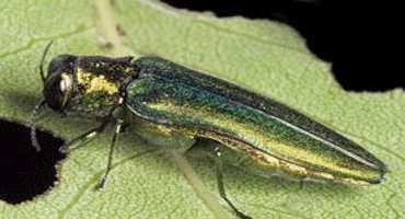 Emerald Ash Borer Confirmed In Ringgold County