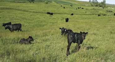 The Later, The Better: Ranchers Find Late Calving Gives Good Start On Life