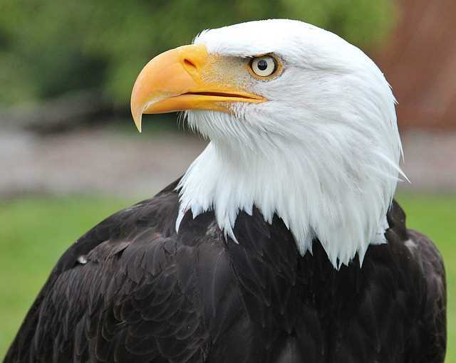 B.C. egg farmer estimates eagles took 80 of his chickens last year
