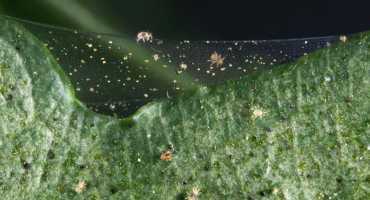 Spider Mite Reports Increasing