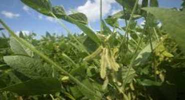 Early Planting Helps State's Soybean Crop