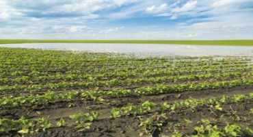 Excessive Rain, Flooding, Ponding Damaging Some Ohio Crops