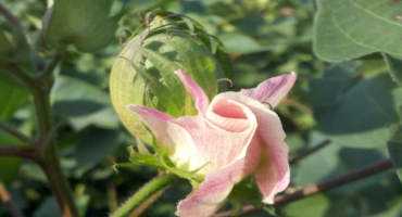 Background and Summary of Recent Cotton Policy Developments