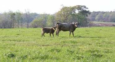 Beef Cattle Management: Early Weaning