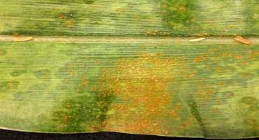 Managing Corn Rust With Fungicides