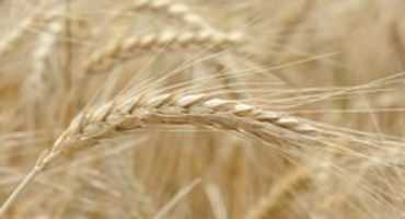 Foreign Production Info Negatively Affects Recent Wheat Market Rally