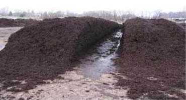 Using Spent Mushroom Substrate (Mushroom Soil) as a Soil Amendment to Improve Turf