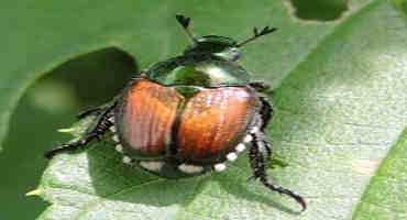 Japanese Beetle Adults Arrive In Chestnuts