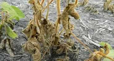  Phytophthora Root Rot Reported In Soybeans