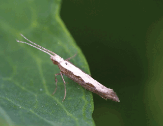 The presence of diamondback moths increasing in Alberta